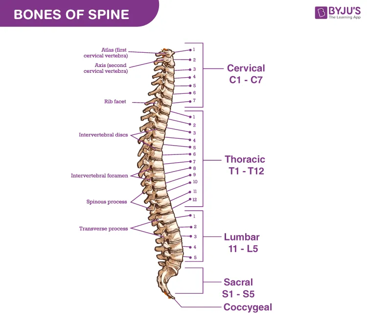 Human vertebral column